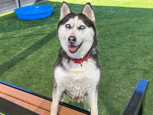 NALA - Siberian Husky for adoption in Santa Ana