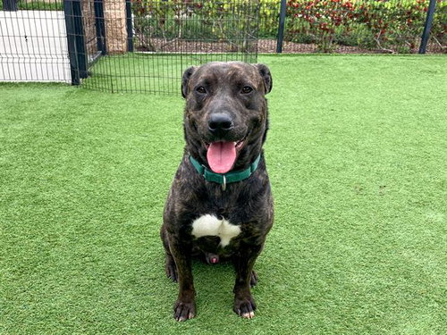 EDMUND - Pit Bull Terrier available for adoption