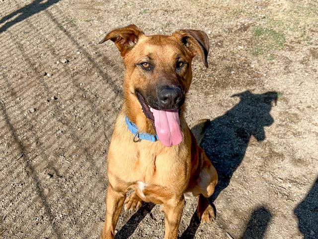 adoptable Dog in Orange, CA named SCRAPPY
