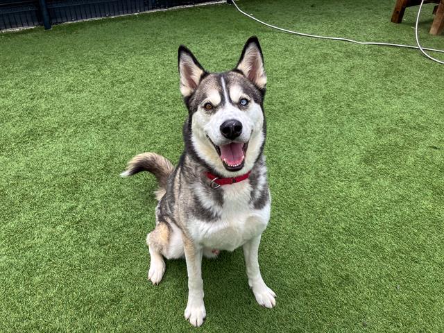 adoptable Dog in Orange, CA named TURBO