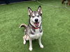 adoptable Dog in orange, CA named TURBO