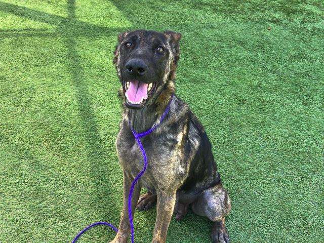 adoptable Dog in Orange, CA named SORSHA