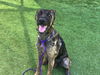 adoptable Dog in orange, CA named SORSHA