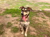 adoptable Dog in Orange, CA named MARIL