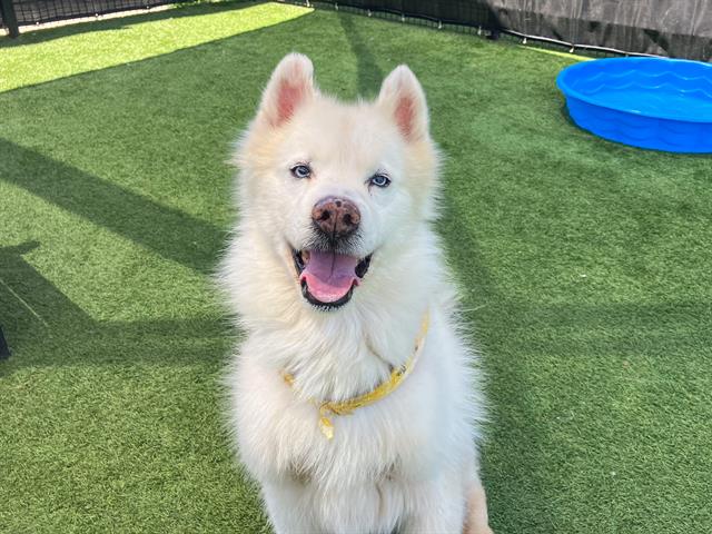 adoptable Dog in Orange, CA named BLESSING