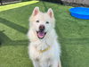 adoptable Dog in orange, CA named BLESSING