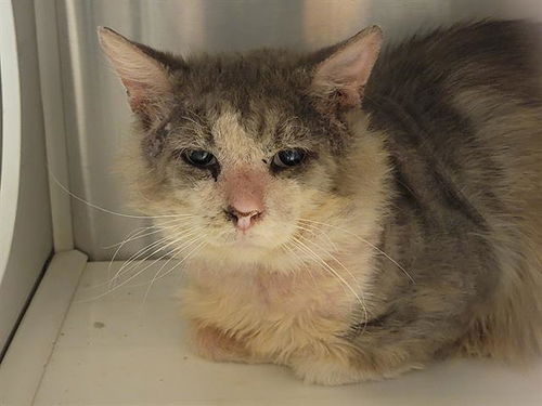 picture of the cat needing adoption