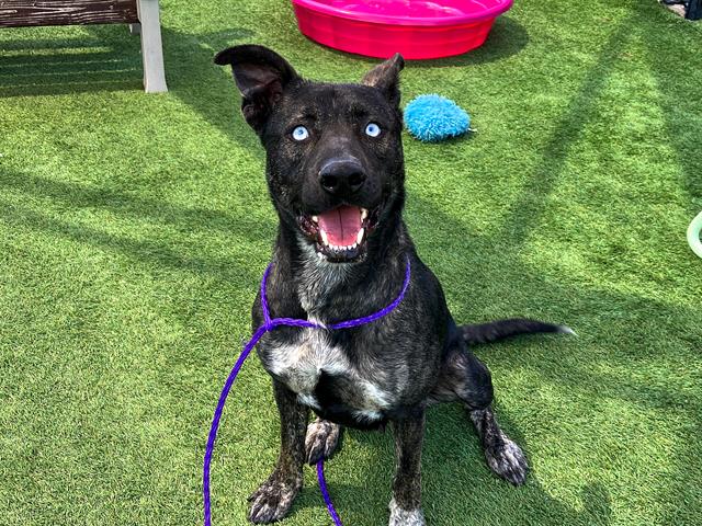 adoptable Dog in Orange, CA named GYPSY