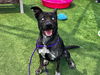adoptable Dog in  named GYPSY
