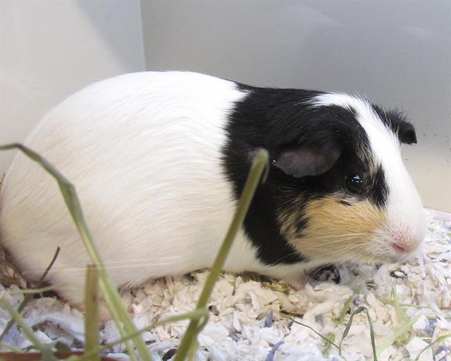 adoptable Guinea Pig in Orange, CA named PEANUT