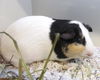 adoptable Guinea Pig in Orange, CA named PEANUT