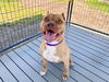 adoptable Dog in orange, CA named STORMI