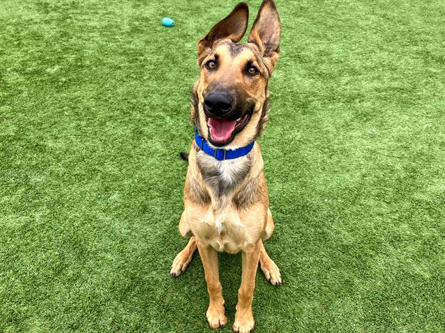 adoptable Dog in Orange, CA named TONKA