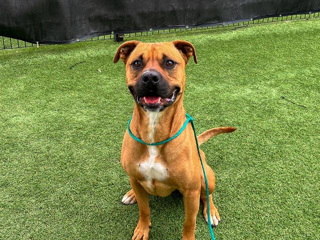 adoptable Dog in Orange, CA named MAXIMUS