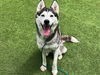 adoptable Dog in  named DOTTIE