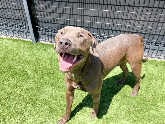 adoptable Dog in Orange, CA named JUDE