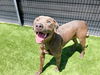 adoptable Dog in Orange, CA named JUDE