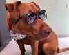 adoptable Dog in Orange, CA named REMMICK
