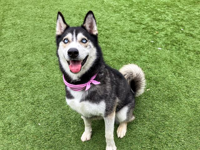 adoptable Dog in Orange, CA named NONA