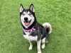 adoptable Dog in  named NONA