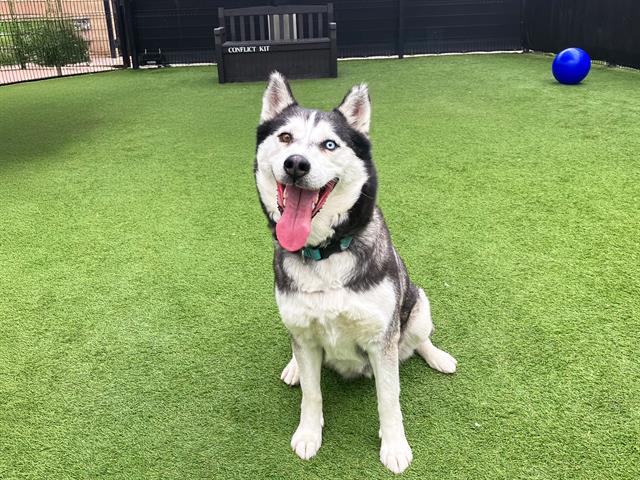 adoptable Dog in Orange, CA named MAYA