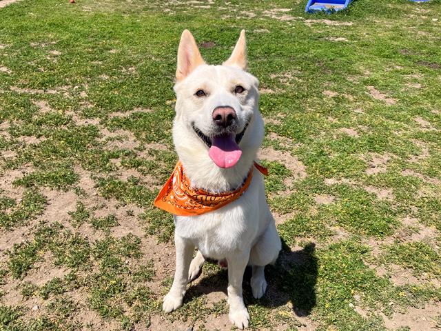 adoptable Dog in Orange, CA named MICKEY