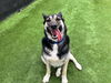 adoptable Dog in  named TESSA