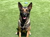adoptable Dog in orange, CA named SONIA