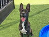 adoptable Dog in  named MILA