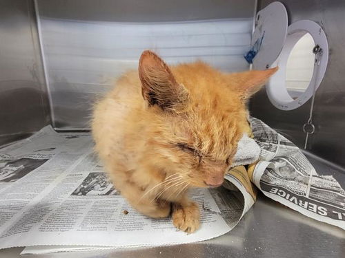 picture of the cat needing adoption