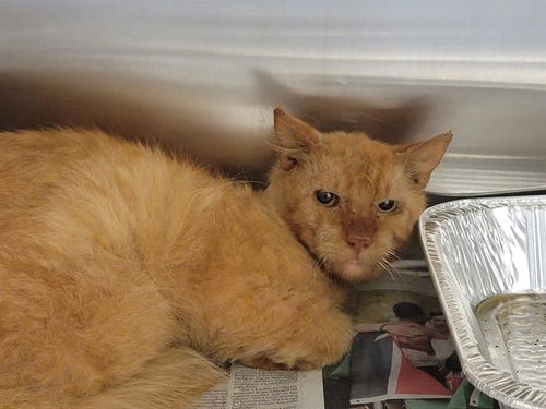 picture of the cat needing adoption