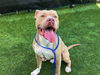 adoptable Dog in orange, CA named BEEFCAKE