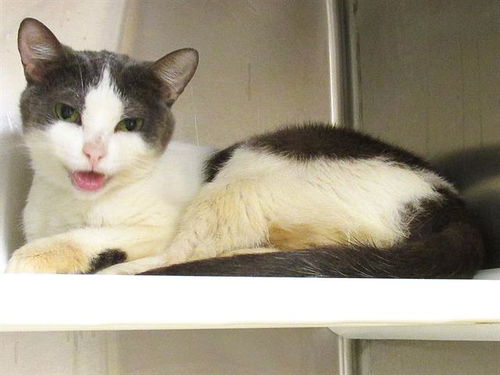 picture of the cat needing adoption