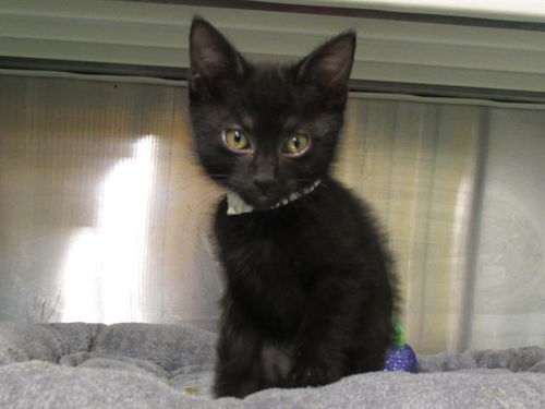 picture of the cat needing adoption