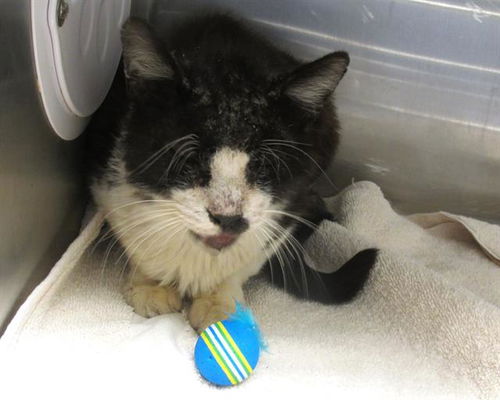 picture of the cat needing adoption
