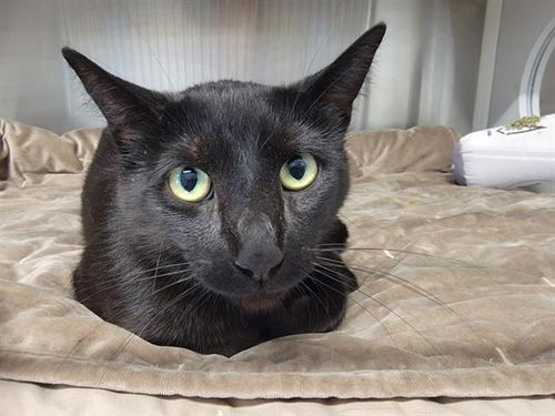 picture of the cat needing adoption