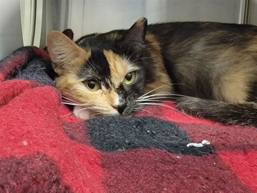 picture of the cat needing adoption