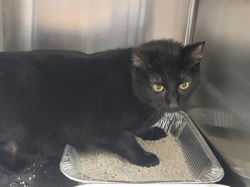 picture of the cat needing adoption