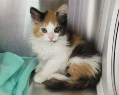 picture of the cat needing adoption