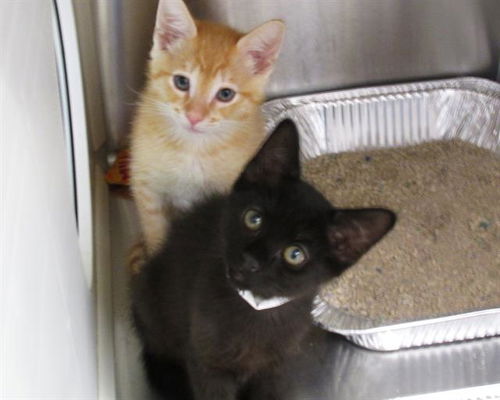picture of the cat needing adoption