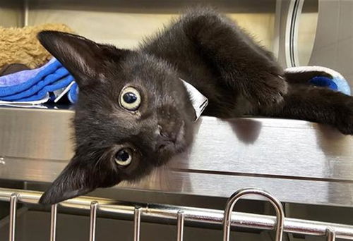 picture of the cat needing adoption