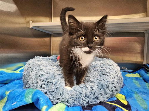 picture of the cat needing adoption