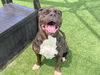 adoptable Dog in orange, CA named CHALUPA