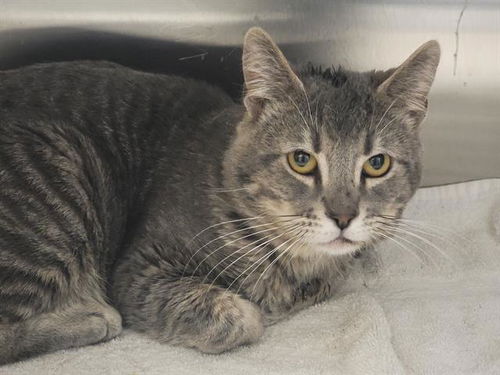 picture of the cat needing adoption