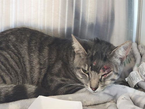 picture of the cat needing adoption