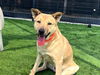 adoptable Dog in  named BRONSON