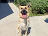 adoptable Dog in  named ATTICUS