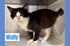 adoptable Cat in  named WALLY
