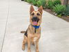adoptable Dog in  named EDWIN