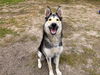 adoptable Dog in  named OSA